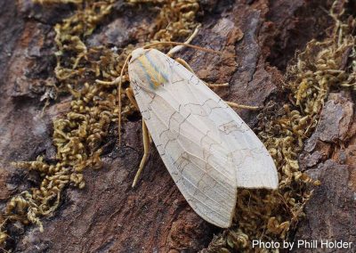 Banded Tussock Moth