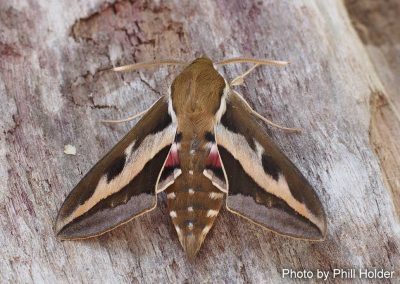 Bedstraw Hawk Moth