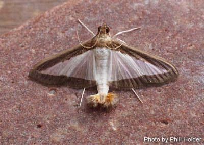 Melonworm Moth