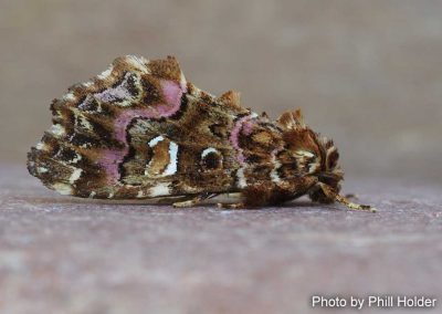 Pink-shaded Fern Moth