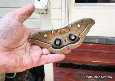 Polyphemus Moth