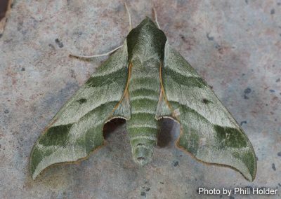 Virginia Creeper Sphinx