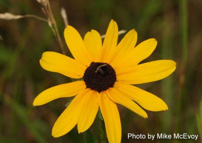 Black-eyed Susan