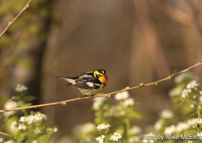 Blackburnian Warbler