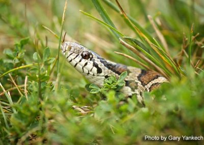 Eastern Milk Snake