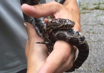 Eastern Milk Snake at Thickson's Woods