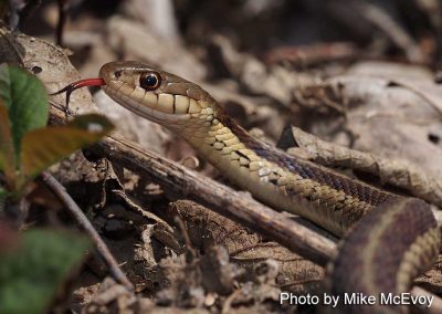 Garter Snake