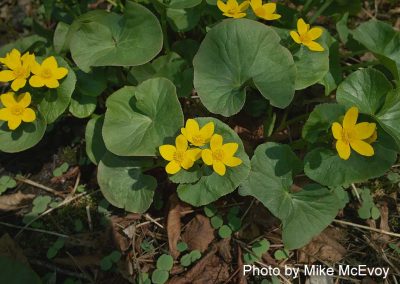 Marsh Marigold