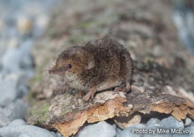 Masked Shrew