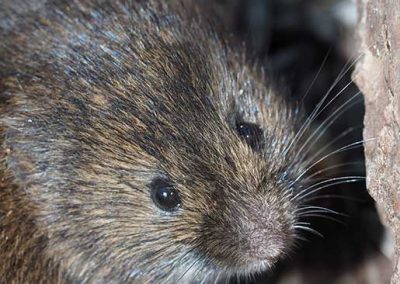 Meadow Vole