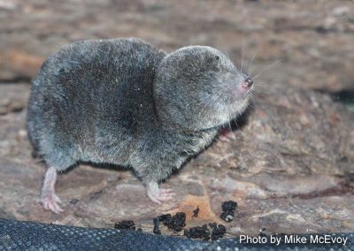 Northern Short-tailed Shrew