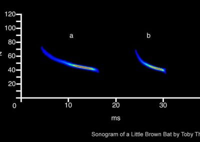 sonogram