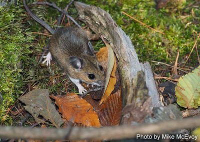 White-footed Mouse