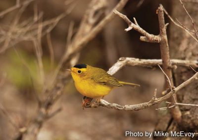 Wilsons Warbler