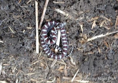 Young Eastern Milk Snake