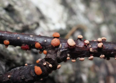 Thickson's Woods Fungi Project - Environmental Research