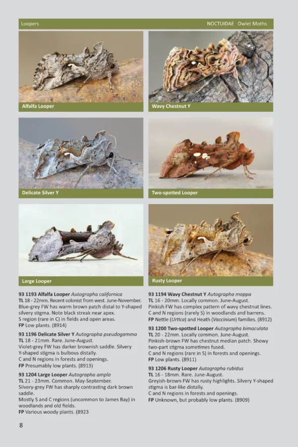 Ontario Moths Volume 4 page 8