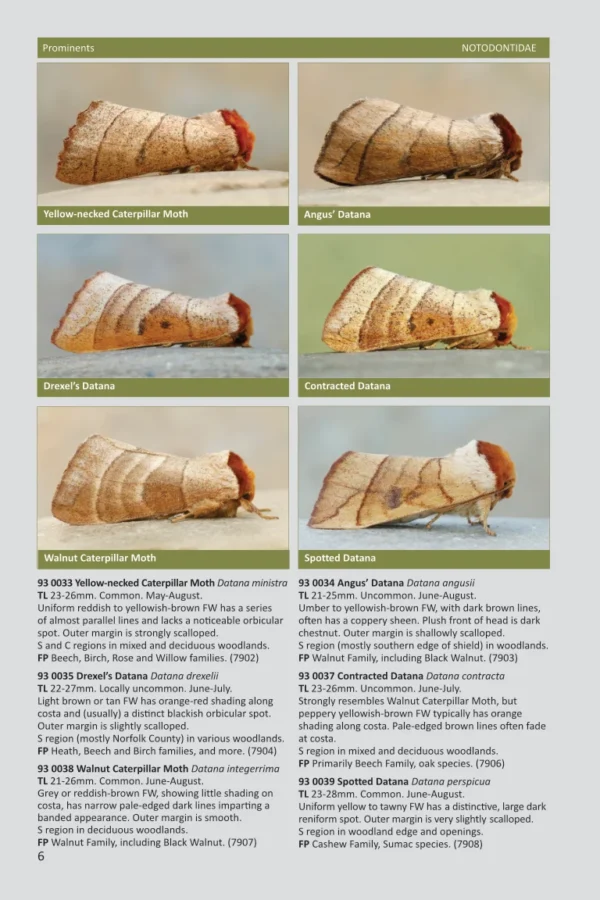 Ontario Moths volume 3b page 6 screenshot