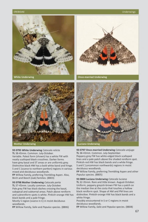 Ontario Moths volume 3b page 67 screenshot